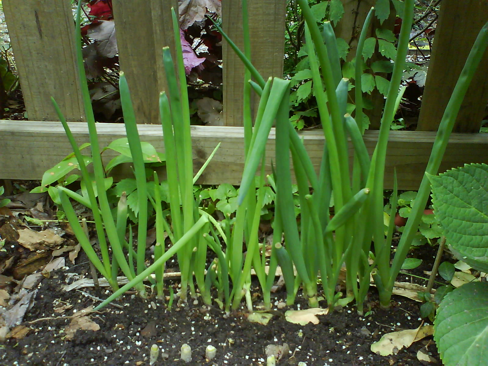 Green Onion In My Garden